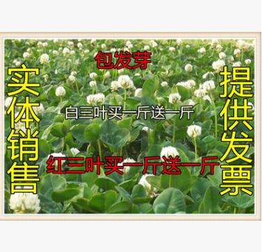 批发红三叶草 白三叶草 三叶草 白三叶 酢浆草波斯菊野花组合