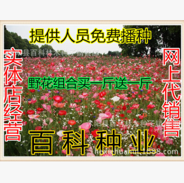 野花组合 矮杆组合 草花菊花 波斯菊 百日草 四季花草耐寒