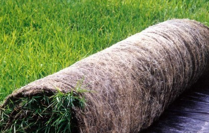 供应优质无土草坪毯，成卷批发，成活率高