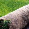 供应优质无土草坪毯，成卷批发，成活率高