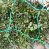 厂家供应植物爬藤网加强版尼龙 家用园艺网 园艺用品爬藤网攀爬网