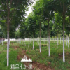 大量供应绿化工程苗木 七叶树 植物苗木 规格齐全 量大从优