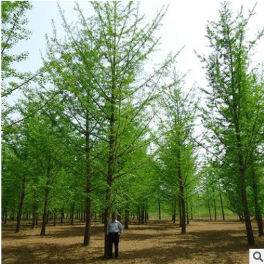 中国银杏之乡专供1-60公分银杏树 规格齐全 数量充足 基地直销