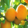 常年供应品种纯正杏树苗 挂果多口感酸甜杏子 高抗病量大优惠