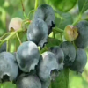 大量批发四年生奥尼尔蓝莓苗 奥尼尔蓝莓苗成活率高 优质蓝莓苗批