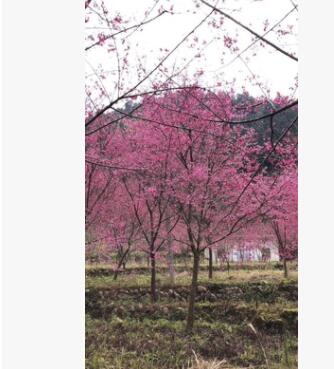 基地直销福建山樱花 中国红樱花3-15公分 绿化景观工程山樱花