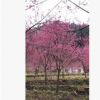 基地直销福建山樱花 中国红樱花3-15公分 绿化景观工程山樱花
