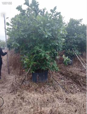 自家基地供应绿化苗木洋蒲桃 自家苗场种植洋蒲桃 丛生洋蒲桃