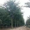 染井吉野樱花树基地直销现货野樱花量大樱花树南北方种植樱花树