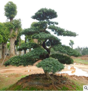 批发造型罗汉松 庭院观赏盆景 园林行道风景树苗观叶植物基地直销