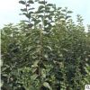基地直销阳台种植盆栽柿子树 规格齐全大秋甜柿子树 价格实惠