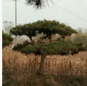 河北保定苗木基地批发油松平顶松 造型松