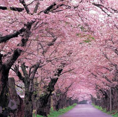 庭院樱花苗 日本樱花树苗 嫁接樱花树苗 晚樱苗地栽樱花绿化小苗