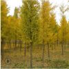 长期供应40-50-60-70-80公分银杏树实生银杏绿化乔木