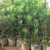 雀舌罗汉松树苗大叶罗汉松小米叶盆景庭院绿植素材造型矮化