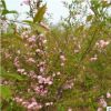 基地批发嫁接樱花苗重瓣樱花树苗日本樱花树苗庭院观花植物品种全
