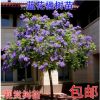 蓝花楹树苗名贵珍稀苗木盆栽地栽绿化树苗庭院行道树南方北方种植