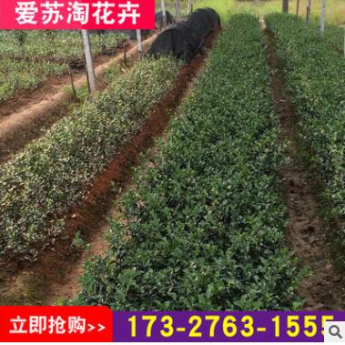 基地直销大量批发绿化苗灌木茶梅 茶梅苗植物 规格齐全