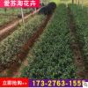 基地直销大量批发绿化苗灌木茶梅 茶梅苗植物 规格齐全