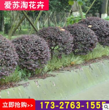 地被35厘米观叶春色叶红色系爱苏淘花卉苗木场露地灌木