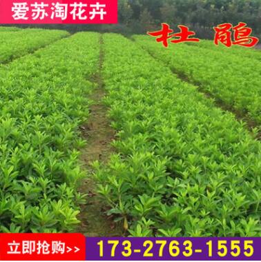 基地直销杜鹃苗树苗四季常青庭院绿化花园植物庭院绿植花卉毛杜娟