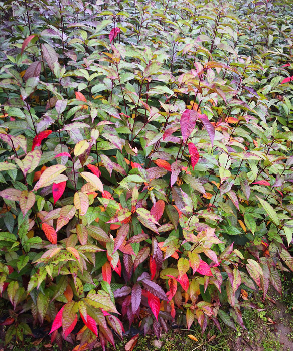 山樱花苗 福建山樱花苗 云南山樱花苗图2