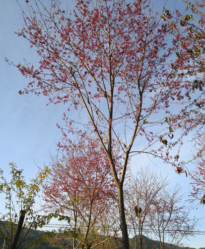 山樱花苗 福建山樱花苗 云南山樱花苗图3
