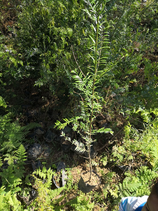 红豆杉苗 南方红豆杉苗 红豆杉种子 红豆杉苗木批发图3