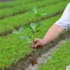 海桐苗 海桐树苗 海桐球四季常青气味芳香驱蚊虫绿植物围墙绿篱笆