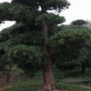 批发胸径5-80CM台湾罗汉松 绿化苗木 园林工程绿化树 造型罗汉松