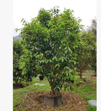 904基地直销 红皮油茶 2-2.5米高假植苗 丛生油茶树