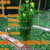 苗圃直销冬青树苗 四季常青 冬青小苗 庭院绿篱 绿化工程苗木批发