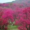 山樱花