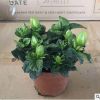 批发栀子花90#办公室观花植物盆栽花卉开花植物