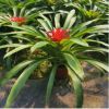 小红星（90#）观赏凤梨花卉植物盆景小盆栽 净化空气