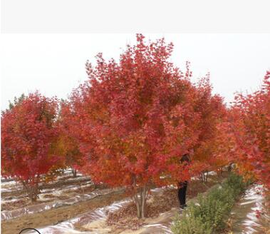 绿化工程用丛生美国红点红枫