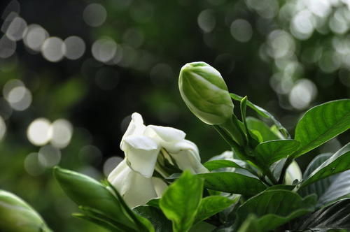 栀子花图3