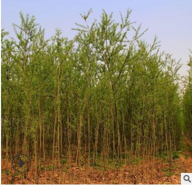 柳树苗直销