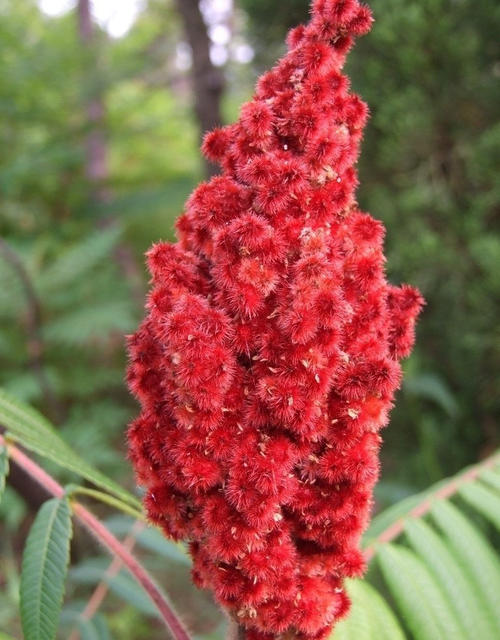 火炬树