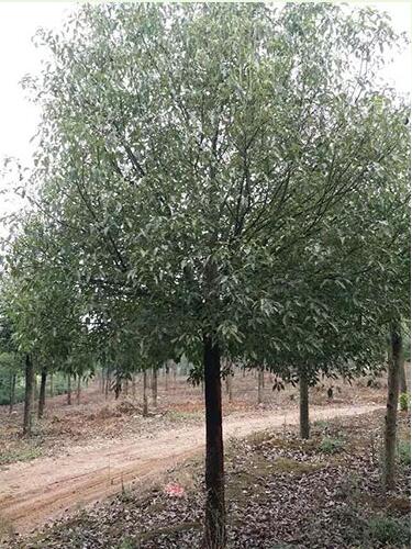 全冠香樟  双杆香樟