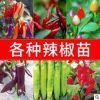 特色蔬菜苗秧苗种苗辣椒苗番茄苗茄子黄瓜秋葵南瓜阳台蔬菜盆载