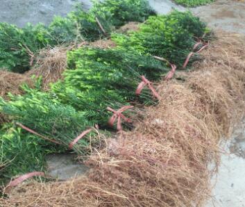 绿化树苗珍稀植物红豆杉小苗