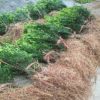 绿化树苗珍稀植物红豆杉小苗