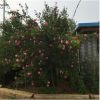 绿化可食用红花重瓣木槿花树苗庭院篱笆围栏墙