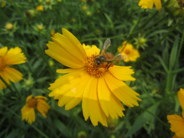 金鸡菊