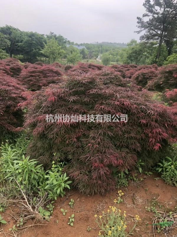 羽毛枫图1