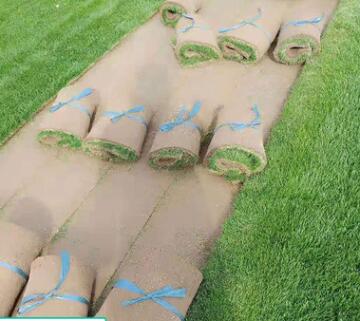 园林小区耐践踏四季常青工程