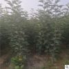 矮化苹果苗 红富士
