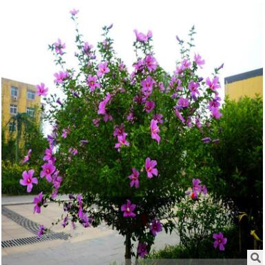庭院街道公路观花植物花卉重瓣木槿 木槿树苗