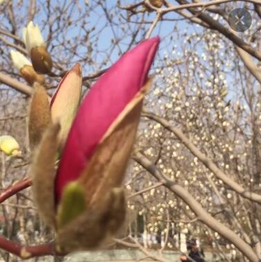 玉兰树苗 白 紫 黄玉兰